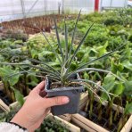 Juka (Yucca rigida) ‘BLUE SENTRY’- výška 10-15 cm, kont. P9/P11